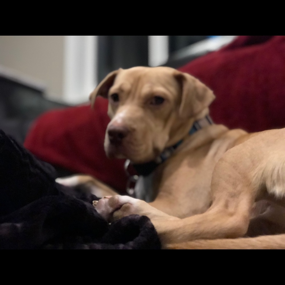 Meet your Posher, Kenzie